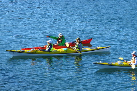 Half-Day Sydney Middle Harbour Guided Kayaking Eco Tour - Queensland Tourism 0