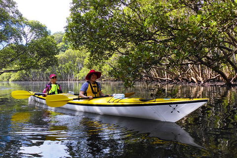 Half-Day Sydney Middle Harbour Guided Kayaking Eco Tour - Queensland Tourism 3