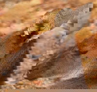 Australian animals Seascape and Sunset Photography Tour - QLD Tourism