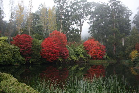 LGBT+ Friendly Full Day Yarra Valley & Dandenong Ranges Private Tour - QLD Tourism 2