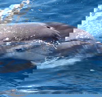 Jervis Bay Dolphin Watch Cruise - QLD Tourism