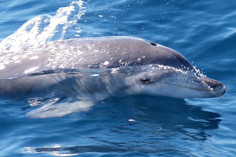 Jervis Bay Dolphin Watch Cruise - QLD Tourism 0
