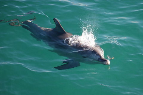 Jervis Bay Dolphin Watch Cruise - QLD Tourism 1