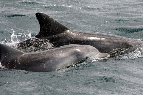 Jervis Bay Dolphin Watch Cruise - QLD Tourism 2