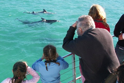 Jervis Bay Dolphin Watch Cruise - QLD Tourism 4