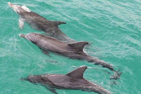 Jervis Bay Dolphin Watch Cruise - QLD Tourism 5