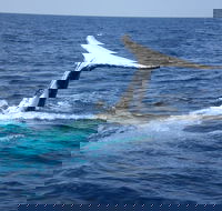 Whale Watching Jervis Bay - QLD Tourism