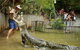 Hartley's Crocodile Adventure Half-Day Tour - thumb 2