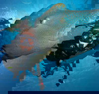 Great Barrier Reef Snorkeling and Diving Cruise from Cairns - QLD Tourism