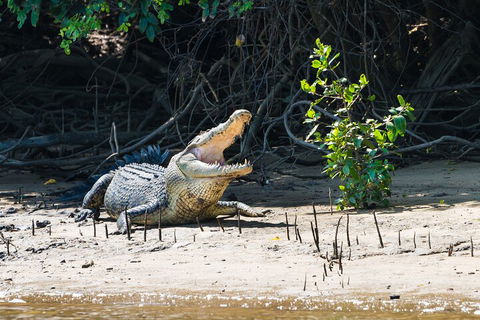 Full Day Cooktown Private Tour - QLD Tourism 4