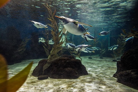 SEA LIFE Sydney Aquarium Entrance Ticket - QLD Tourism 0