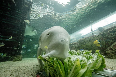 SEA LIFE Sydney Aquarium Entrance Ticket - QLD Tourism 2