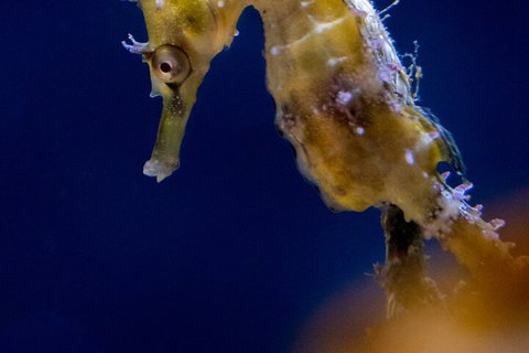 SEA LIFE Sydney Aquarium Entrance Ticket - QLD Tourism 4