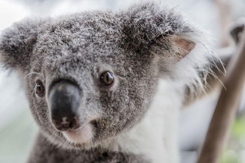 Ultimate Sydney Pass - QLD Tourism 2