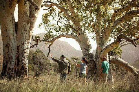 Yura Udnyu - Our Culture, Your Culture (Aboriginal Cultural Walk) - QLD Tourism 5