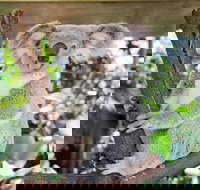 Cairns ZOOM and Wildlife Dome - QLD Tourism