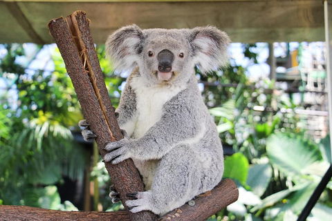 Cairns ZOOM And Wildlife Dome - QLD Tourism 0