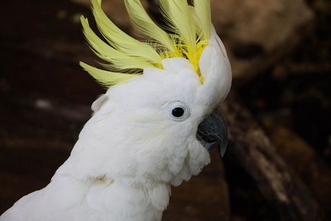Cairns ZOOM And Wildlife Dome - QLD Tourism 2