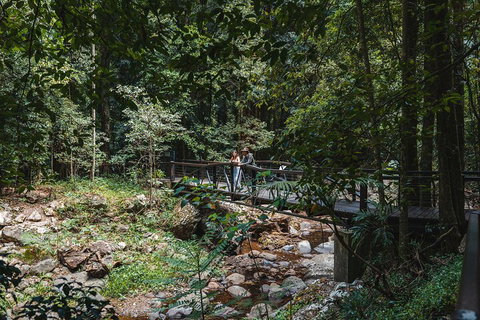 Springbrook AndTamborine Rainforest Tour Incl Natural Bridge And Glow Worm Cave - QLD Tourism 3