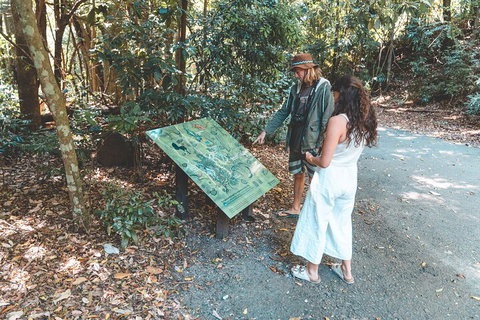 Springbrook AndTamborine Rainforest Tour Incl Natural Bridge And Glow Worm Cave - QLD Tourism 5