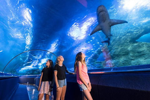Lunch And General Admission Entry At AQWA - QLD Tourism 0
