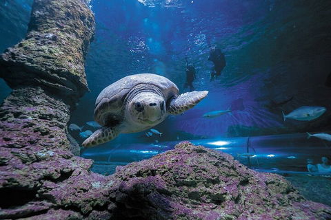 Lunch And General Admission Entry At AQWA - QLD Tourism 5