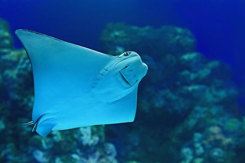 Cairns Aquarium Admission Ticket - QLD Tourism 2