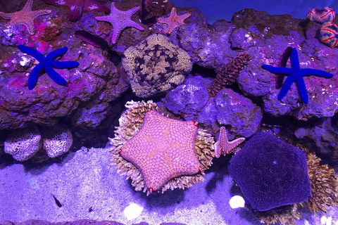 Cairns Aquarium Admission Ticket - QLD Tourism 5