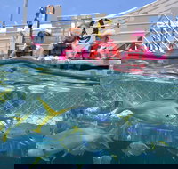 Outer Reef Pontoon Experience from Cairns - QLD Tourism