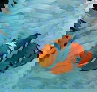 Seastar Luxury Outer Great Barrier Reef Island and Reef Tour from Cairns - QLD Tourism