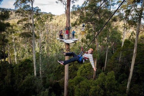Hollybank Wilderness Adventure - Zipline Tours - QLD Tourism 0