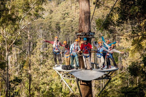 Hollybank Wilderness Adventure - Zipline Tours - QLD Tourism 1