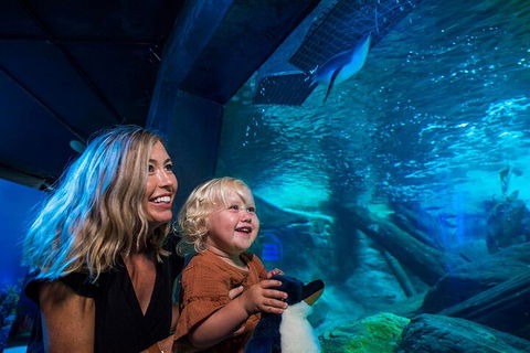 SEA LIFE Sunshine Coast Aquarium Entrance Ticket - QLD Tourism 0