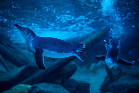 SEA LIFE Sunshine Coast Aquarium Entrance Ticket - QLD Tourism 1