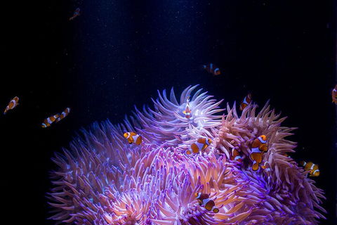 SEA LIFE Sunshine Coast Aquarium Entrance Ticket - QLD Tourism 4