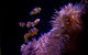 SEA LIFE Sunshine Coast Aquarium Entrance Ticket - thumb 5