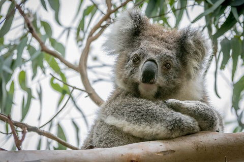 Great Ocean Road & Grampians National Park Tour - 3 Days, 2 Nights - QLD Tourism 2