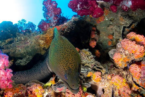 Scuba Dive The S.S. Yongala Wreck On The Great Barrier Reef. - QLD Tourism 1