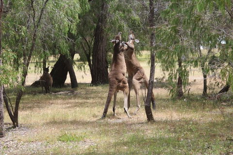 Margaret River Coastal And Wildlife Eco Trip From Busselton Or Dunsborough - QLD Tourism 1
